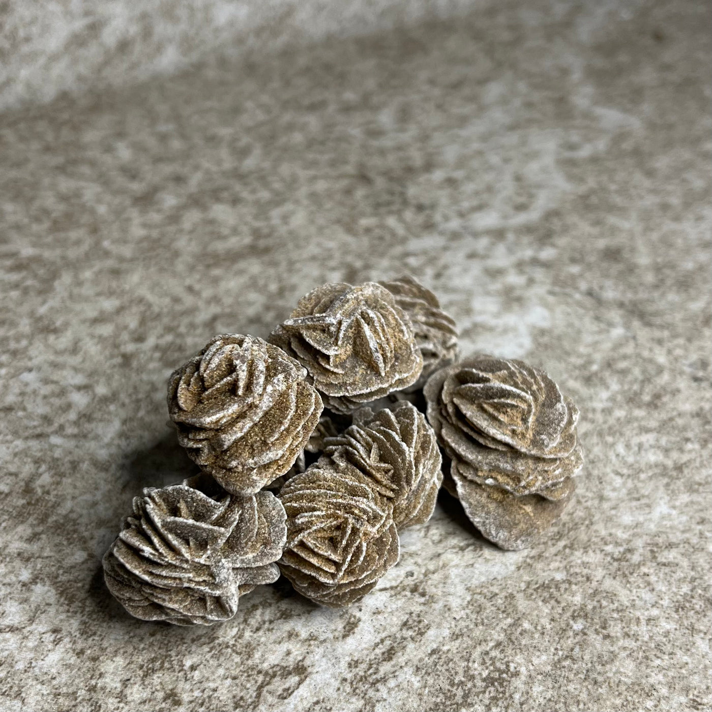 Mini Desert Rose